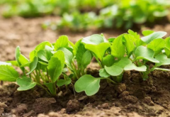 土壤肥料養(yǎng)分檢測儀可以實(shí)現(xiàn)多通道檢測